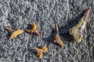 IMG_20240502_173342